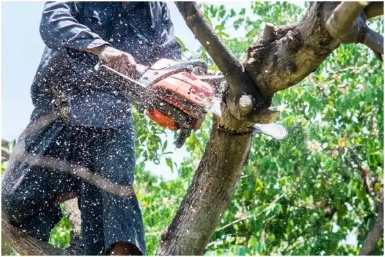 tree services Bacliff